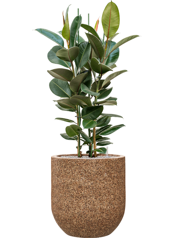 Ficus elastica 'Robusta' in Baq Naturescast Office Plant With Pot 139cm Height 38cm Dia