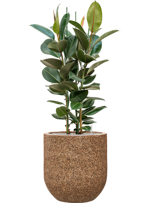 Ficus elastica 'Robusta' in Baq Naturescast Office Plant With Pot 139cm Height 38cm Dia