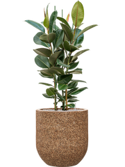 Ficus elastica 'Robusta' in Baq Naturescast Office Plant With Pot 139cm Height 38cm Dia