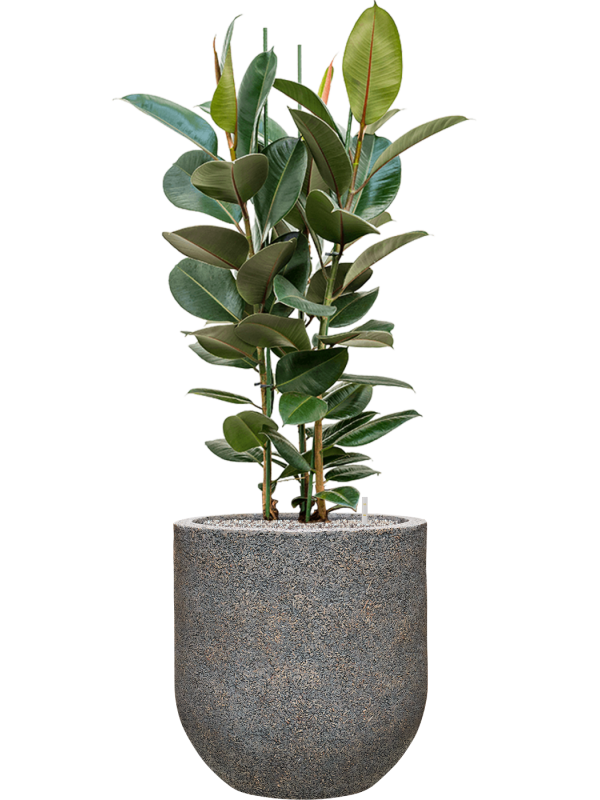 Ficus elastica 'Robusta' in Baq Naturescast Office Plant With Pot 139cm Height 38cm Dia