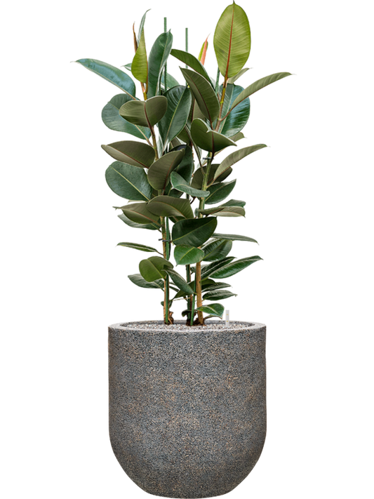 Ficus elastica 'Robusta' in Baq Naturescast Office Plant With Pot 139cm Height 38cm Dia