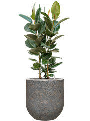 Ficus elastica 'Robusta' in Baq Naturescast Office Plant With Pot 139cm Height 38cm Dia