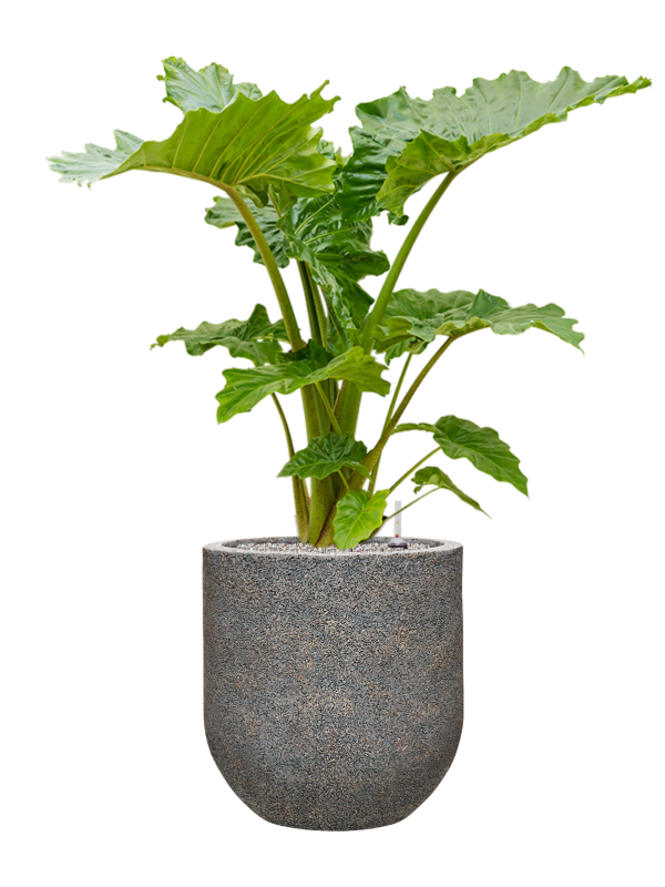 Alocasia 'Portodora' in Baq Naturescast Office Plant With Pot 132cm Height 38cm Dia