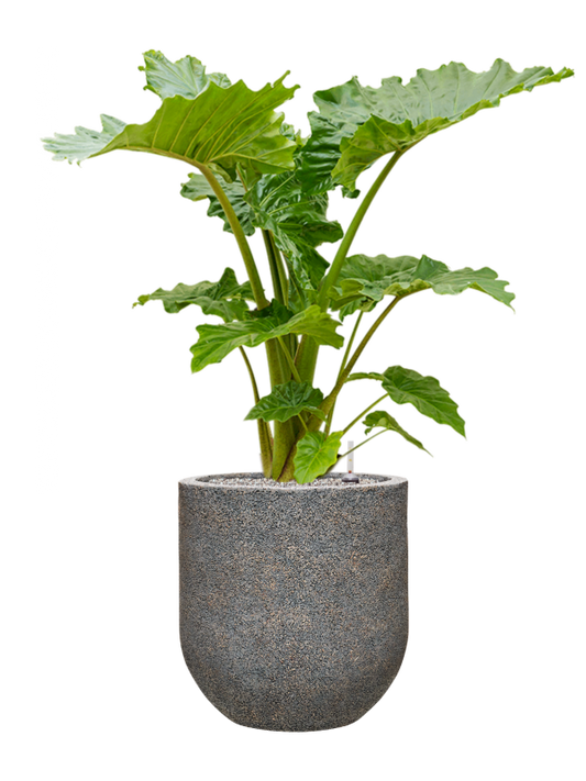 Alocasia 'Portodora' in Baq Naturescast Office Plant With Pot 132cm Height 38cm Dia