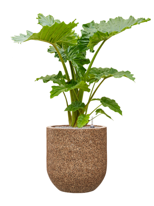 Alocasia 'Portodora' in Baq Naturescast Office Plant With Pot 131cm Height 38cm Dia