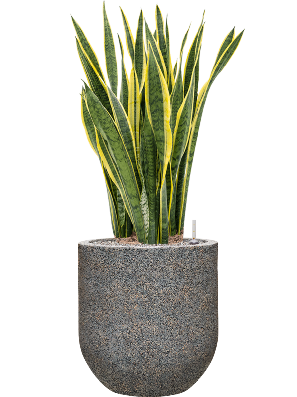 Sansevieria trifasciata 'Laurentii' in Baq Naturescast Office Plant With Pot 125cm Height 38cm Dia