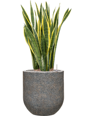 Sansevieria trifasciata 'Laurentii' in Baq Naturescast Office Plant With Pot 125cm Height 38cm Dia