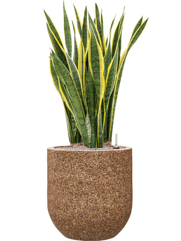 Sansevieria trifasciata 'Laurentii' in Baq Naturescast Office Plant With Pot 125cm Height 38cm Dia