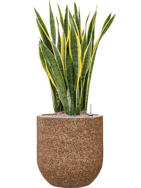 Sansevieria trifasciata 'Laurentii' in Baq Naturescast Office Plant With Pot 125cm Height 38cm Dia