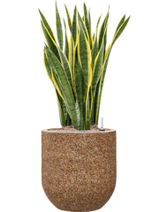 Sansevieria trifasciata 'Laurentii' in Baq Naturescast Office Plant With Pot 125cm Height 38cm Dia