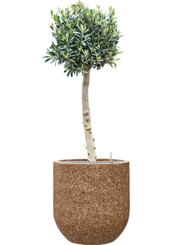 Olea europaea (110-130) in Baq Naturescast Office Plant With Pot 142cm Height 38cm Dia