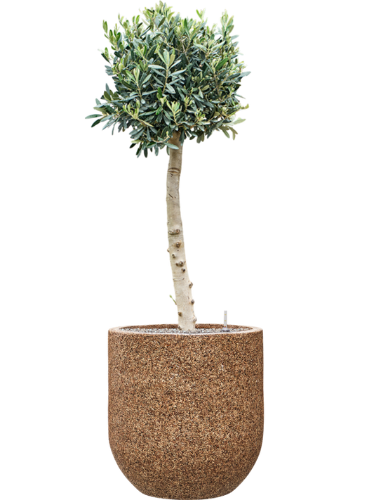 Olea europaea (110-130) in Baq Naturescast Office Plant With Pot 142cm Height 38cm Dia