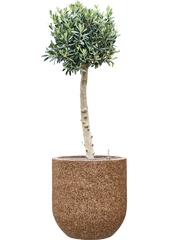 Olea europaea (110-130) in Baq Naturescast Office Plant With Pot 142cm Height 38cm Dia