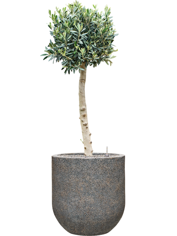 Olea europaea (110-130) in Baq Naturescast Office Plant With Pot 142cm Height 38cm Dia