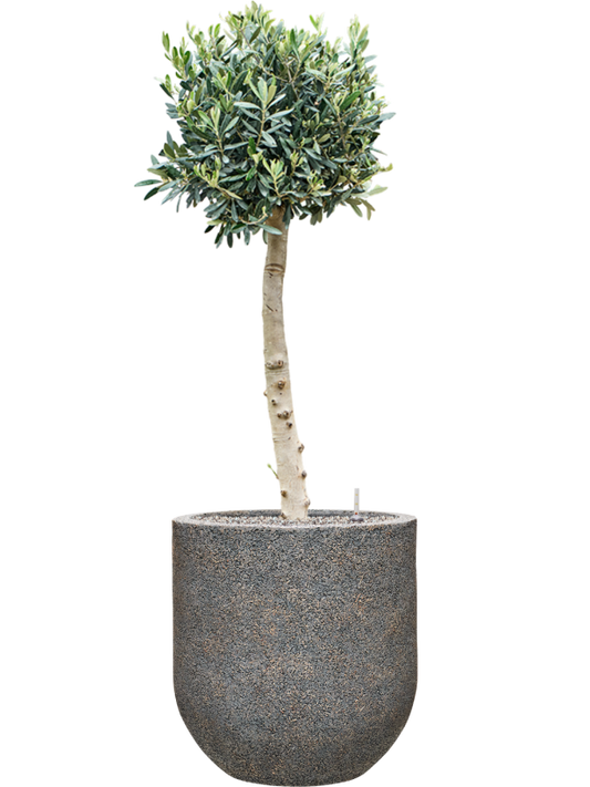 Olea europaea (110-130) in Baq Naturescast Office Plant With Pot 142cm Height 38cm Dia