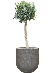 Olea europaea (110-130) in Baq Naturescast Office Plant With Pot 142cm Height 38cm Dia