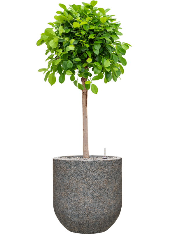 Ficus microcarpa 'Moclame' in Baq Naturescast Office Plant With Pot 149cm Height 38cm Dia