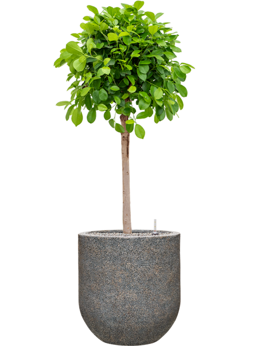 Ficus microcarpa 'Moclame' in Baq Naturescast Office Plant With Pot 149cm Height 38cm Dia