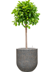 Ficus microcarpa 'Moclame' in Baq Naturescast Office Plant With Pot 149cm Height 38cm Dia