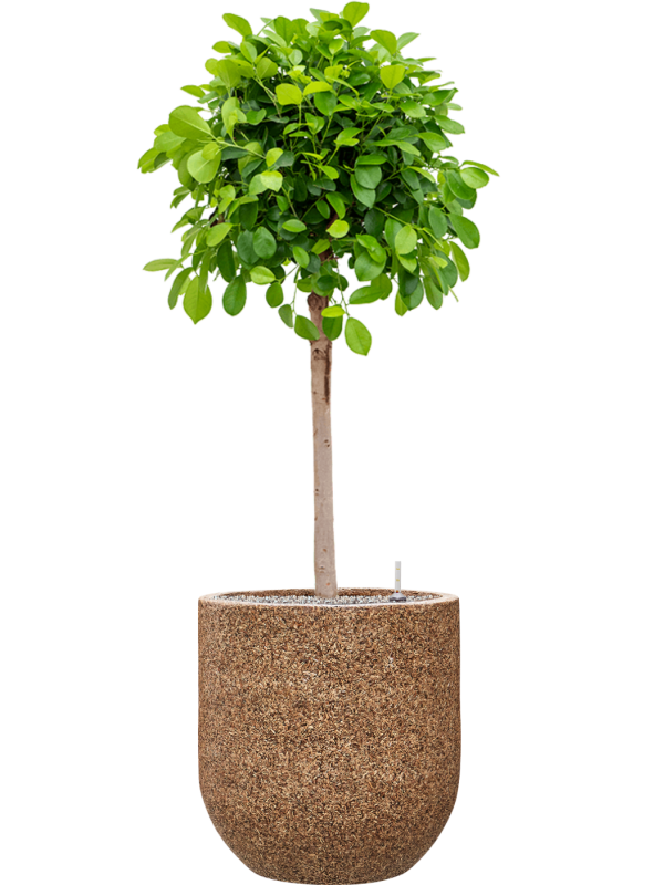 Ficus microcarpa 'Moclame' in Baq Naturescast Office Plant With Pot 149cm Height 38cm Dia