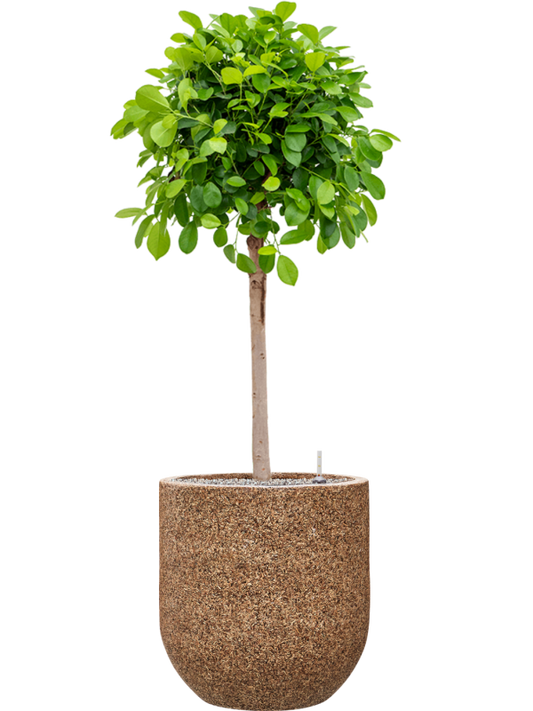 Ficus microcarpa 'Moclame' in Baq Naturescast Office Plant With Pot 149cm Height 38cm Dia