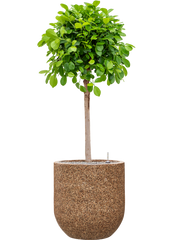 Ficus microcarpa 'Moclame' in Baq Naturescast Office Plant With Pot 149cm Height 38cm Dia