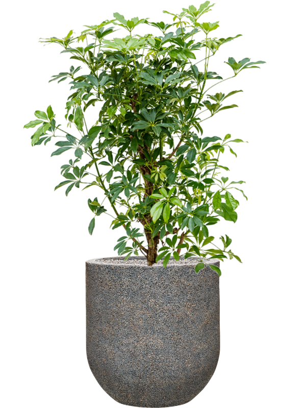 Schefflera arboricola 'Compacta' in Baq Naturescast Office Plant With Pot 134cm Height 38cm Dia