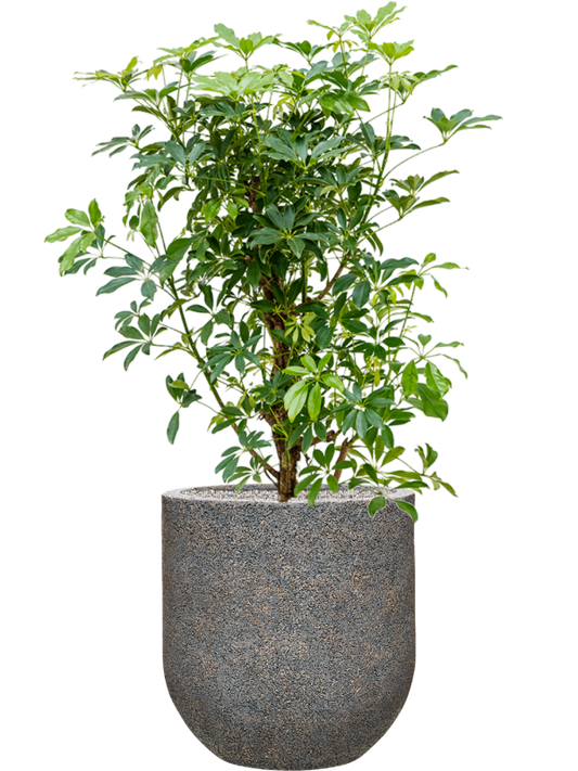 Schefflera arboricola 'Compacta' in Baq Naturescast Office Plant With Pot 134cm Height 38cm Dia