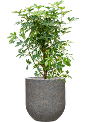 Schefflera arboricola 'Compacta' in Baq Naturescast Office Plant With Pot 134cm Height 38cm Dia