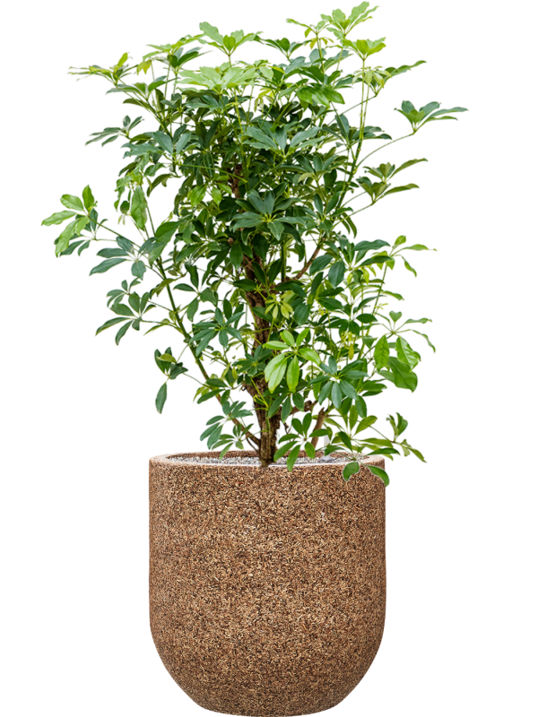 Schefflera arboricola 'Compacta' in Baq Naturescast Office Plant With Pot 134cm Height 38cm Dia