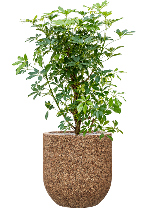 Schefflera arboricola 'Compacta' in Baq Naturescast Office Plant With Pot 134cm Height 38cm Dia