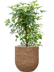 Schefflera arboricola 'Compacta' in Baq Naturescast Office Plant With Pot 134cm Height 38cm Dia