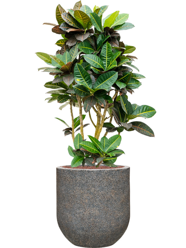 Croton (Codiaeum) variegatum 'Petra' in Baq Naturescast Office Plant With Pot 148cm Height 38cm Dia