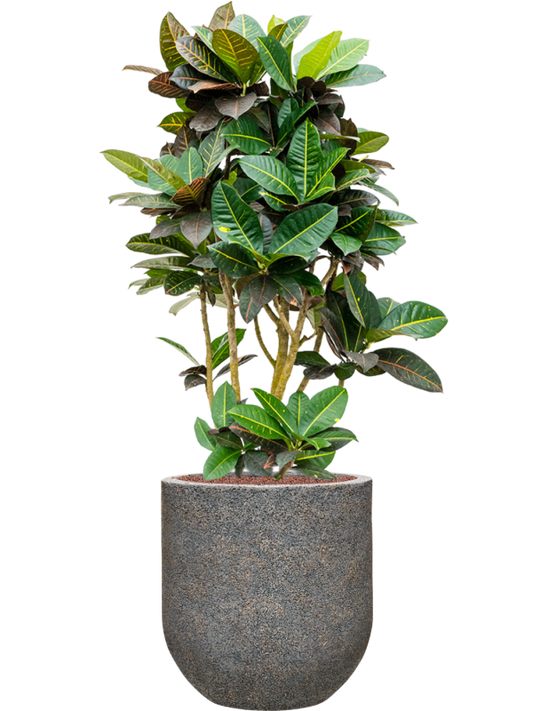 Croton (Codiaeum) variegatum 'Petra' in Baq Naturescast Office Plant With Pot 148cm Height 38cm Dia