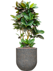 Croton (Codiaeum) variegatum 'Petra' in Baq Naturescast Office Plant With Pot 148cm Height 38cm Dia