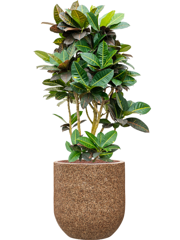 Croton (Codiaeum) variegatum 'Petra' in Baq Naturescast Office Plant With Pot 148cm Height 38cm Dia