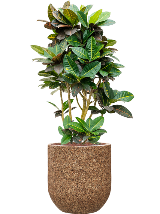 Croton (Codiaeum) variegatum 'Petra' in Baq Naturescast Office Plant With Pot 148cm Height 38cm Dia