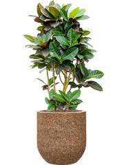 Croton (Codiaeum) variegatum 'Petra' in Baq Naturescast Office Plant With Pot 148cm Height 38cm Dia