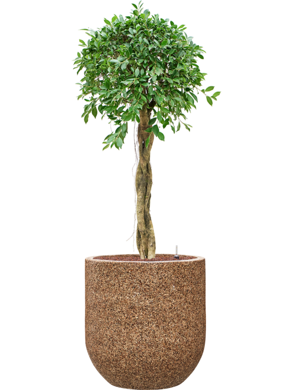 Ficus microcarpa â€šÃ„Ã¶âˆšÃ‘âˆšâ‰¤Nitidaâ€šÃ„Ã¶âˆšÃ‘âˆšÂ¥ in Baq Naturescast Office Plant With Pot 143cm Height 38cm Dia