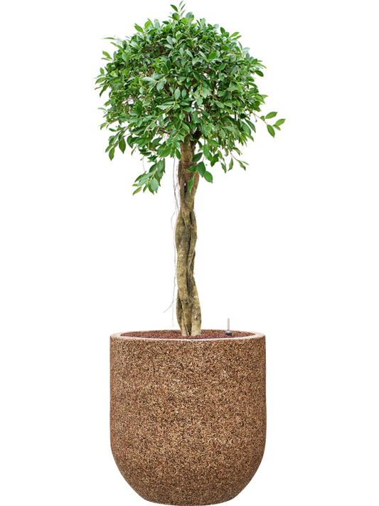 Ficus microcarpa â€šÃ„Ã¶âˆšÃ‘âˆšâ‰¤Nitidaâ€šÃ„Ã¶âˆšÃ‘âˆšÂ¥ in Baq Naturescast Office Plant With Pot 143cm Height 38cm Dia