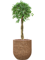 Ficus microcarpa â€šÃ„Ã¶âˆšÃ‘âˆšâ‰¤Nitidaâ€šÃ„Ã¶âˆšÃ‘âˆšÂ¥ in Baq Naturescast Office Plant With Pot 143cm Height 38cm Dia