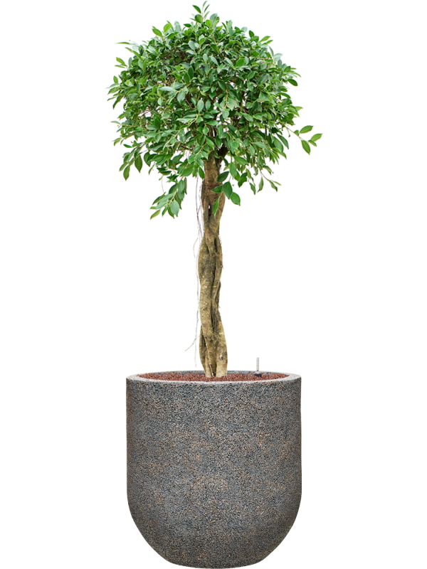 Ficus microcarpa â€šÃ„Ã¶âˆšÃ‘âˆšâ‰¤Nitidaâ€šÃ„Ã¶âˆšÃ‘âˆšÂ¥ in Baq Naturescast Office Plant With Pot 143cm Height 38cm Dia