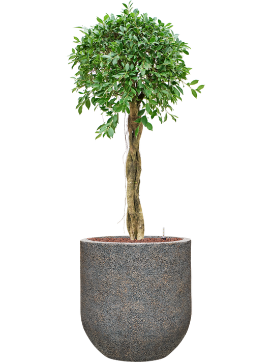 Ficus microcarpa â€šÃ„Ã¶âˆšÃ‘âˆšâ‰¤Nitidaâ€šÃ„Ã¶âˆšÃ‘âˆšÂ¥ in Baq Naturescast Office Plant With Pot 143cm Height 38cm Dia