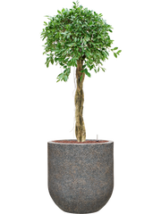 Ficus microcarpa â€šÃ„Ã¶âˆšÃ‘âˆšâ‰¤Nitidaâ€šÃ„Ã¶âˆšÃ‘âˆšÂ¥ in Baq Naturescast Office Plant With Pot 143cm Height 38cm Dia