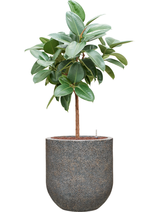 Ficus elastica 'Robusta' in Baq Naturescast Office Plant With Pot 139cm Height 38cm Dia