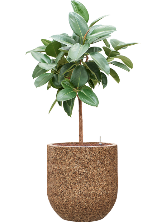 Ficus elastica 'Robusta' in Baq Naturescast Office Plant With Pot 138cm Height 38cm Dia