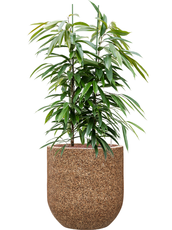 Ficus binnendijkii 'Amstel King' in Baq Naturescast Office Plant With Pot 132cm Height 38cm Dia