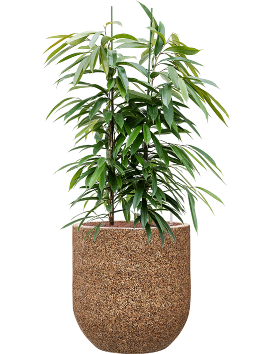 Ficus binnendijkii 'Amstel King' in Baq Naturescast Office Plant With Pot 132cm Height 38cm Dia