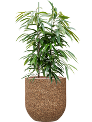 Ficus binnendijkii 'Amstel King' in Baq Naturescast Office Plant With Pot 132cm Height 38cm Dia