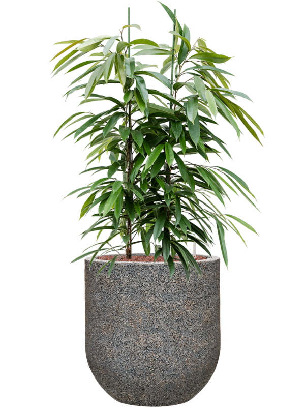 Ficus binnendijkii 'Amstel King' in Baq Naturescast Office Plant With Pot 132cm Height 38cm Dia